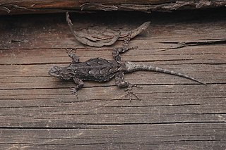 <i>Sceloporus lemosespinali</i> Species of lizard