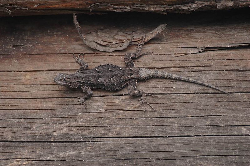 File:Sceloporus lemosespinali.jpg