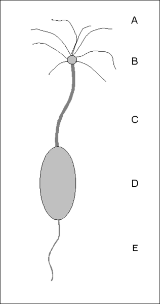 File:Schema Geruchsrezeptor (Zelle).png