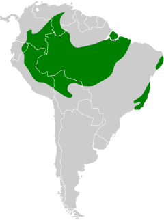 Distribuição do flautim-marrom