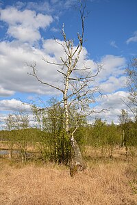 Schleswig-Holstein, Bad Bramstedt, Katenmoor NIK 5989.jpg