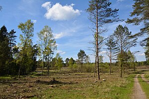 Schleswig-Holstein, Bark, Wittenborner Heide NIK 6029.jpg