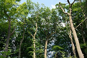 Schleswig-Holstein, Itzehoe, Landschaftsschutzgebiet Waldfläche Hackstruck NIK 6350.JPG