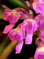 Schoenorchis fragrans