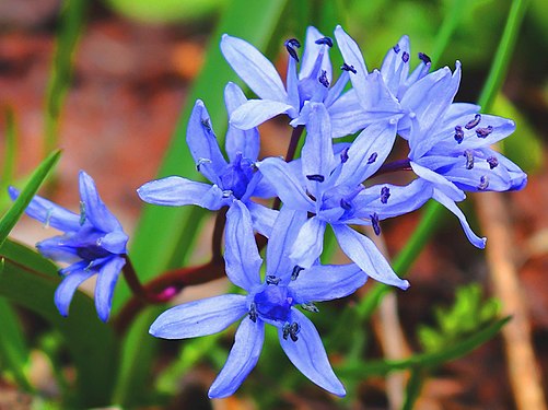 Scilla bifolia in habitat. Western Caucasus.