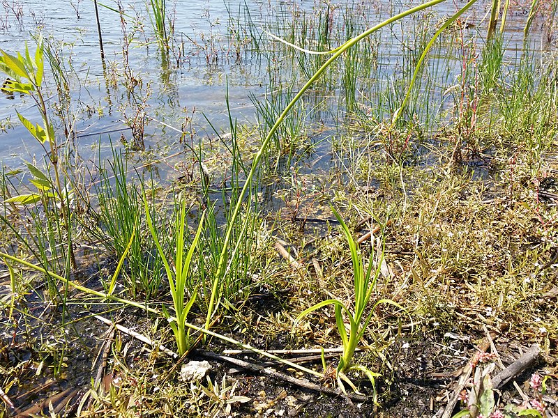 File:Scirpus radicans sl85.jpg