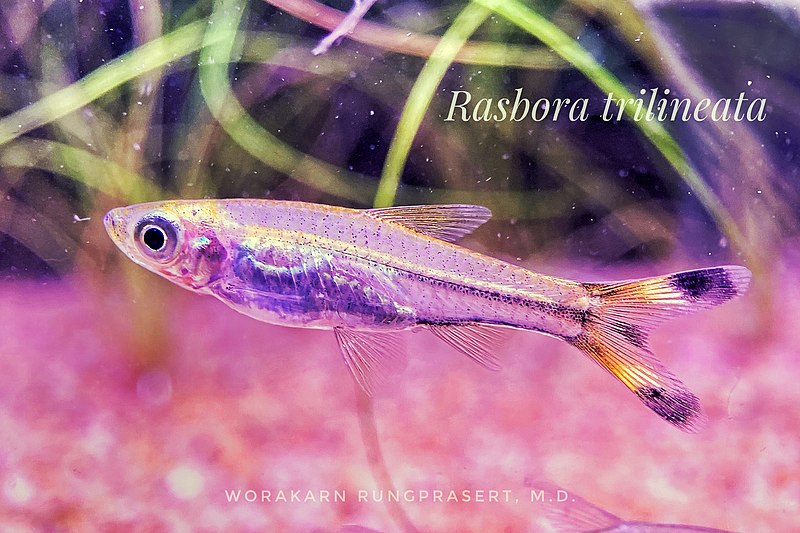 File:Scissor-tailed rasbora.jpg