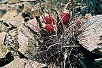 Miniatura para Sclerocactus polyancistrus