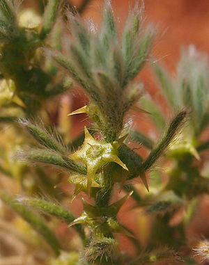 Sclerolaena costata con fruta