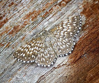 <i>Scopula tessellaria</i> Species of geometer moth in subfamily Sterrhinae