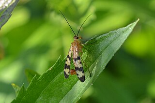 <i>Panorpa americana</i> Species of insect