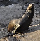 Brown and gray seal