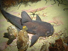 Seacatfish di Semen Tongkang DSC05892.JPG