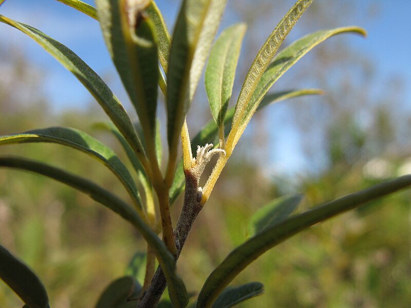 File:Searsia angustifolia (Rhus angustifolia) axillary and apical buds 5471.jpg