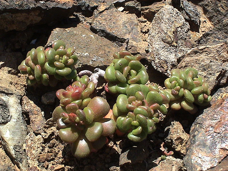 File:Sedum oreganum.JPG