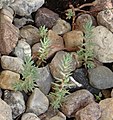 Sedum reflexum