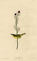 Selby's Flycatcher (Audubon).jpg