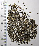 Salvia hispanica (Chia), seeds