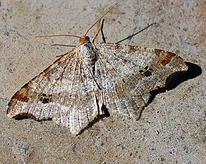 Semiothisa notata01.jpg