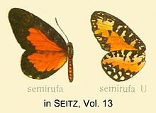 Semirufa inSeitz1914.jpg
