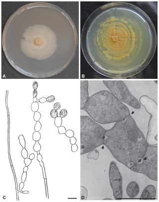 <i>Serendipita</i> Genus of fungi