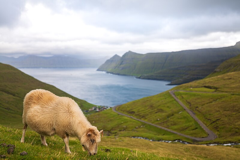 File:Sheep grazing near Funningur - Faroe Islands (50404437972).jpg
