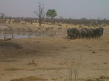 Shumba Pan from the hide near the camp Shumba-pan.jpg