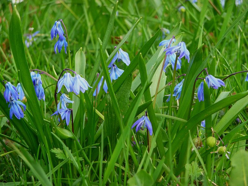 File:Sibirische Blaustern.JPG