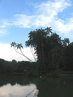 <span class="mw-page-title-main">Swan Lake (Singapore)</span> Body of water