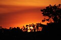 Smokey sunset Albury NSW.JPG