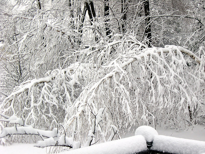 File:Snowy birches.jpg