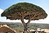 Socotra dragon tree.JPG