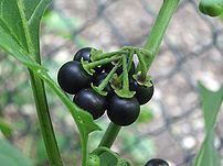 Macro of ripe black fruits of the Black Nightshade (Solanum nigrum)