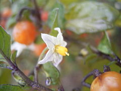 Solanum triflorum 01-10-2005 11.12.02.JPG