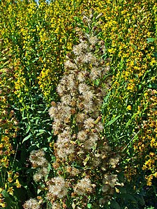 Solidago virgaurea Inflorescences