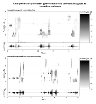 <span class="mw-page-title-main">Bioacoustics</span> Study of sound relating to biology