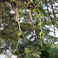 ソフォラ・ミクロフィラ Sophora microphylla