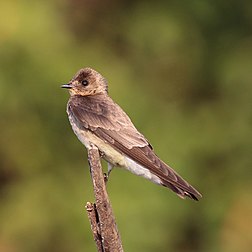 Andorinha-de-garganta-ruiva (Stelgidopteryx ruficollis) no Pantanal, Brasil. É uma andorinha pequena, encontrada na América Central e do Sul, desde o sul de Honduras até o norte da Argentina e Uruguai. São aves migratórias, movendo-se para o norte no inverno. (definição 3 444 × 3 444)