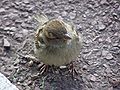 Moineau à Boston