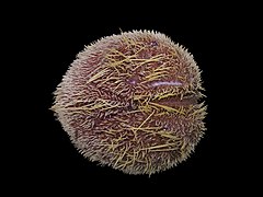 Spatangus purpureus (Purple heart urchin)