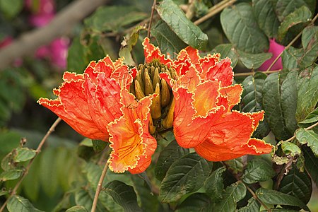 Spathodea campanulata Inflorescence