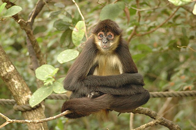 File:Spider monkey -Belize Zoo-8b.jpg - Wikimedia Commons