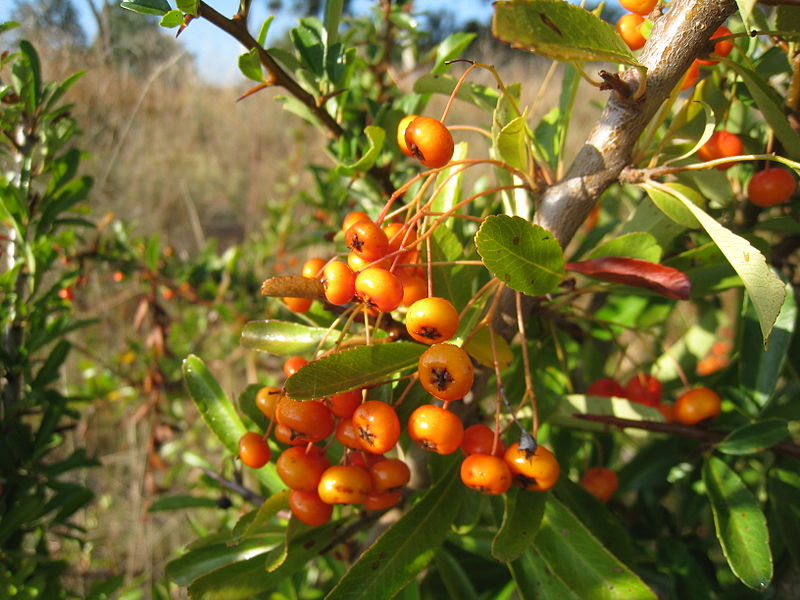 File:Spiky bush with orange berries (5585055400).jpg