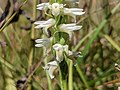 Spiranthes magnicamporum