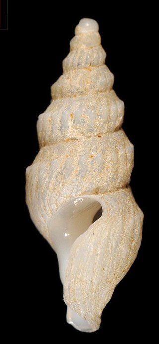 <i>Spirotropis studeriana</i> Species of gastropod
