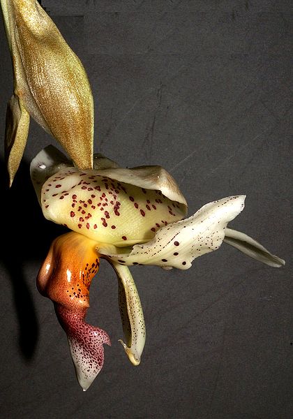 File:Stanhopea × horichiana Orchi 114.jpg