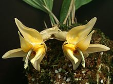 Stanhopea avicula Orchi 04.jpg