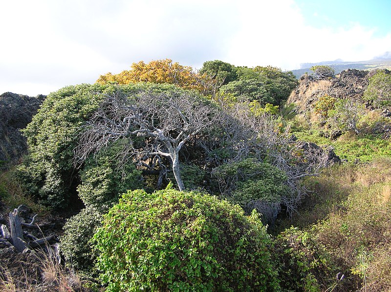 File:Starr-050423-6781-Diospyros sandwicensis-habit-Kanaio-Maui (24720722186).jpg