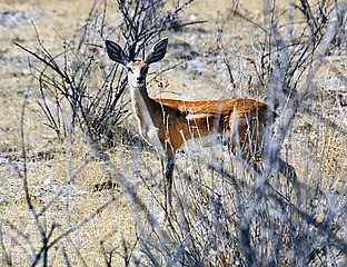 'n Steenbokram in die Nasionale Etoshawildtuin, Namibië