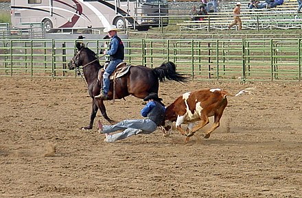 Le coucher du taureau (en) est une technique de rodéo inventée à la fin du XIXe siècle par un cow-boy d'origines noire et indienne, Bill Pickett (en)[18].